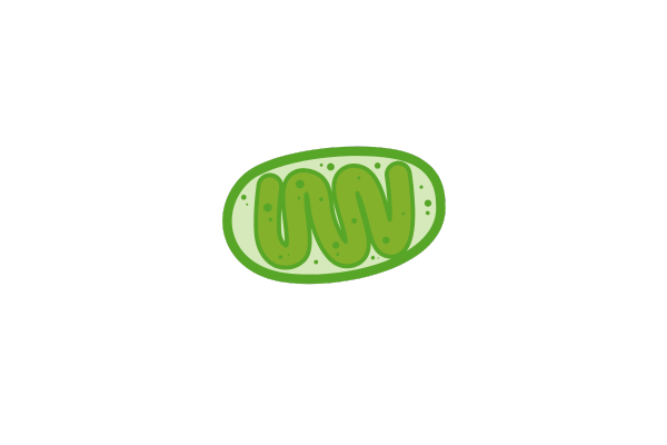 Illustration of a mitochondrion glowing with energy, symbolizing the role of NAD⁺ in cellular metabolism and longevity research.
